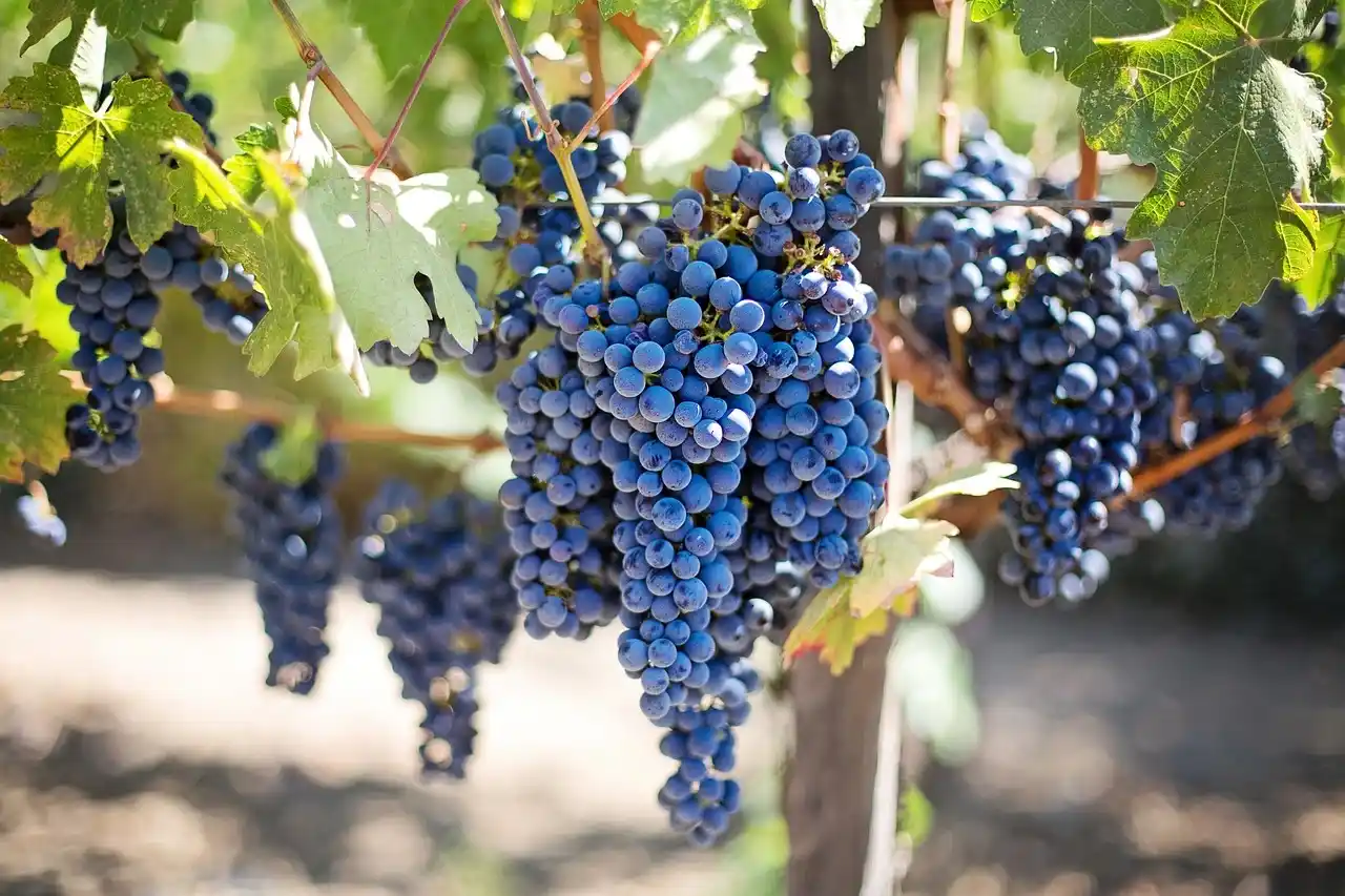 Uvas en naturaleza